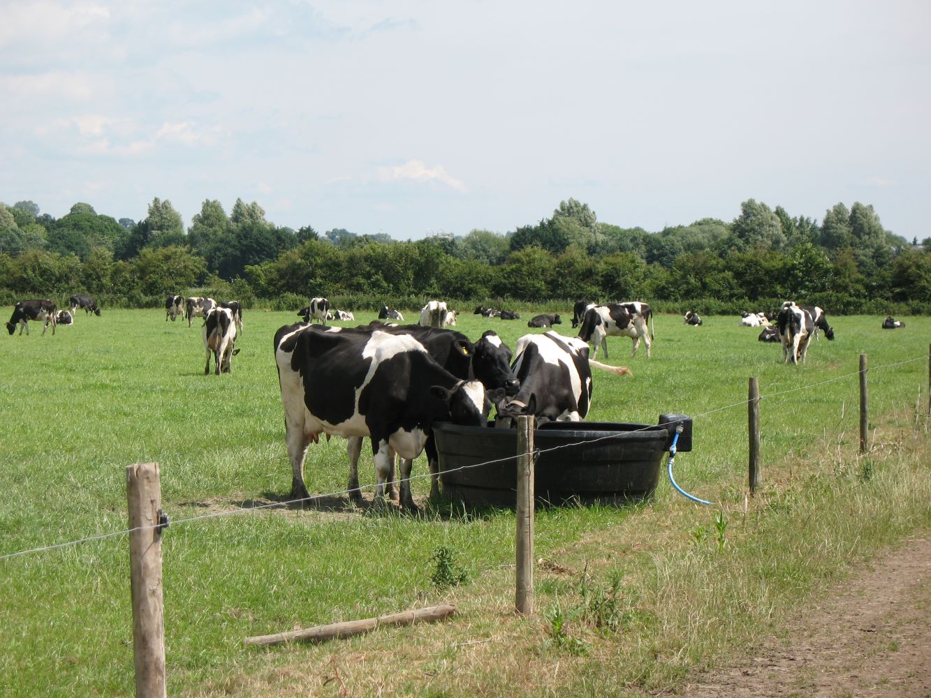 a herd of cows in a fenced in pasture